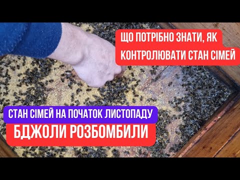 Видео: Как контролировать начало зимовки. Проверяем, как собрались пчелиные клубы. Ограбленные пчелы