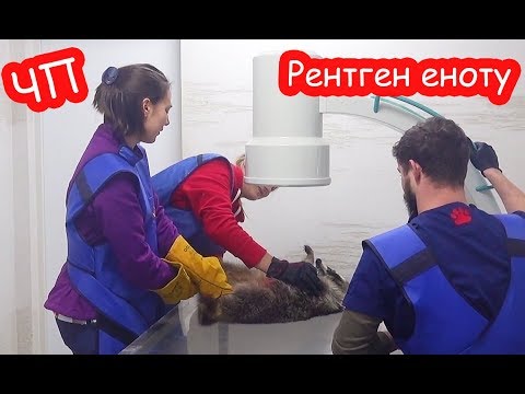 Видео: VLOG ЧП. Лимон проглотил ключ. Везём на рентген