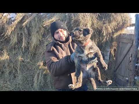 Видео: 07.02.2025г. #Казахстан #селовказахстане #жизньвказахстане #животные