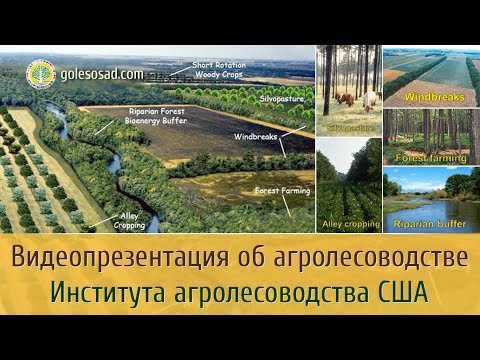 Видео: ВИДЕОПРЕЗЕНТАЦИЯ ОБ АГРОЛЕСОВОДСТВЕ