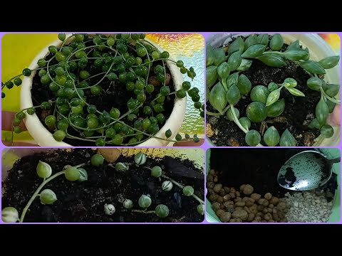 Видео: Новичок😍Обзор🌹Крестовники🌱Роули Вариегатный🌹Геррейна🌱Пересадка🌱Укоренение🌹Размножение🌱Состав грунта🌱
