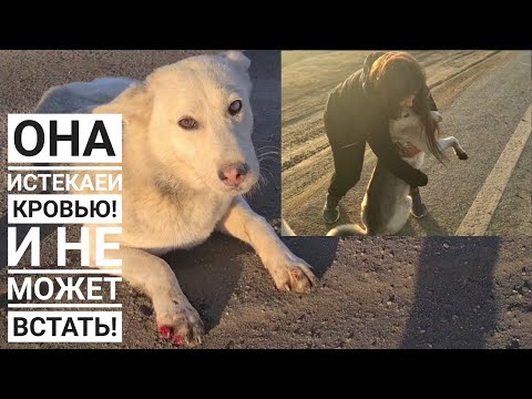 Видео: Я сбила собаку😨