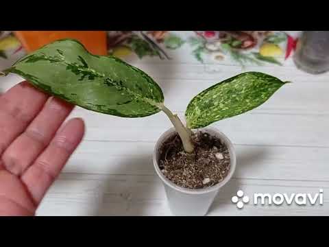 Видео: Комнатные цветы. Новинки осени 2024г. Аглаонемы и дифенбахии.