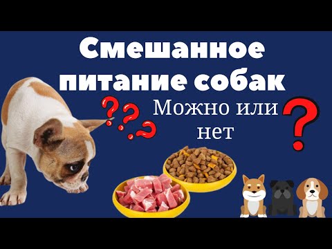 Видео: Можно ли кормить собаку натуралкой и сухим кормом? Смешанное питание. Важная информация владельцам!