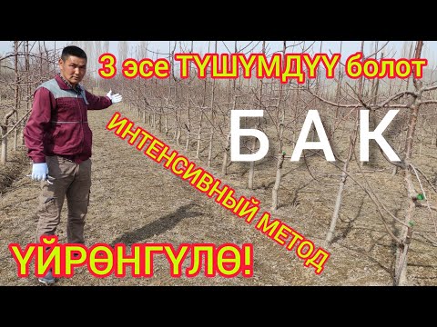 Видео: ИНТЕНСИВНЫЙ МЕТОД менен БАК кылгыла  |  ТҮШҮМҮ 3 эсе МОЛ болот  |  НУРЛАН багбан көчөттөрү