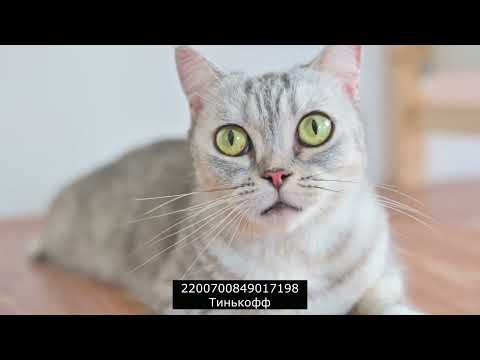 Видео: Вас накажут за незаконное получение штрафа| разговоры с коллекторами