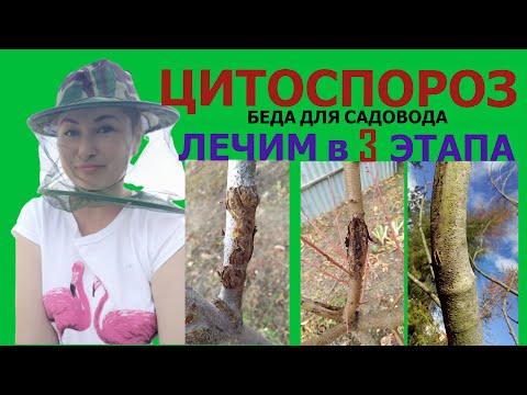 Видео: ЦИТОСПОРОЗ и РАНЫ на ДЕРЕВЬЯХ. ЛЕЧИМ ГРИБОК (3 этапа)