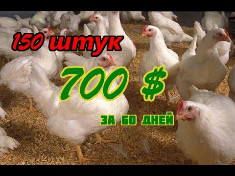 Видео: Выращивание бройлеров. 150 шт, 700 $ за 60 дней.