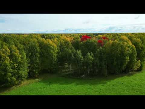 Видео: Осенние краски 4к