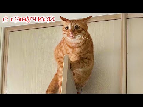 Видео: ПРИКОЛЫ С КОТАМИ! с озвучкой! Смешное видео с котами! Смешные животные! УГАР!