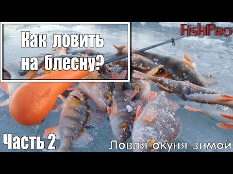 Видео: Ловля окуня зимой как ловить на блесну? часть 2