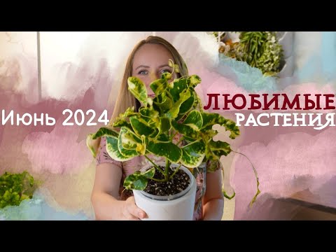 Видео: Мои ЛЮБИМЧИКИ в коллекции растений | Июнь 2024 | Кротоны, монстера, сциндапсус и другое