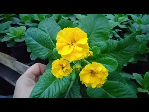 Видео: обзор холодной теплицы... цветы к 8марта.24.01.21.г.