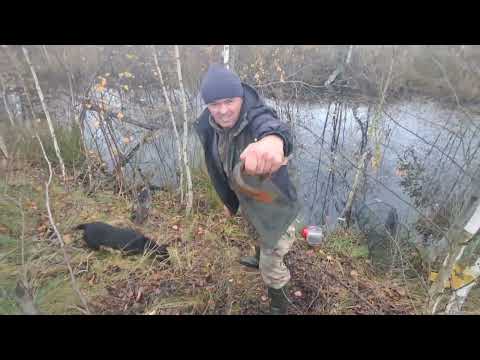 Видео: Ідемо з Веронікою на перевірку ятерів. 