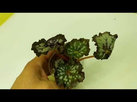 Видео: ❤️ Бегонии почтой. Детки и листы.❤️1 часть.