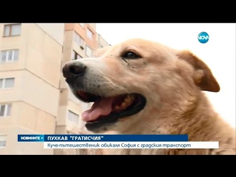 Видео: Куче "гратисчия" в градския транспорт в София - Новините на Нова (27.10.2016г.)