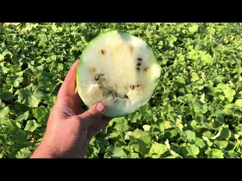 Видео: Ультраранний арбуз Емеля