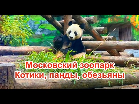 Видео: Московский зоопарк. Капибары. Кот Тимофей. Панда Катюша. Детям бесплатно. Обзор зоопарка.