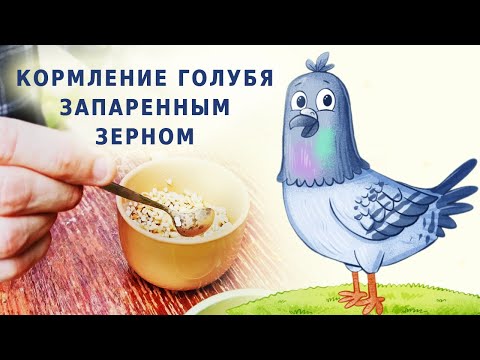 Видео: Кормление голубя запаренным зерном | Вертячка. Лайфхак - как покормить, если сам не может.