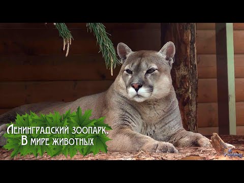 Видео: Ленинградский зоопарк. В мире животных (2023)