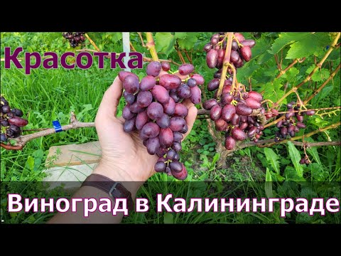 Видео: Красотка. Обзор сорта. Виноград в Калининграде