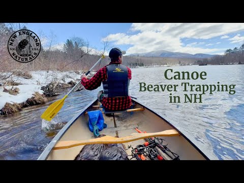 Видео: Отлов бобров с помощью каноэ в Нью-Гэмпшире с New England Naturals