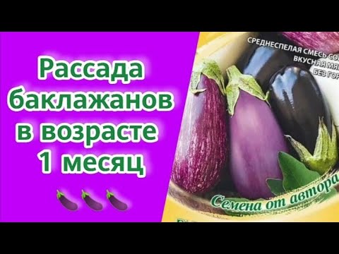 Видео: Баклажаны в рассаде. Что важно знать, когда рассаде 1 месяц.