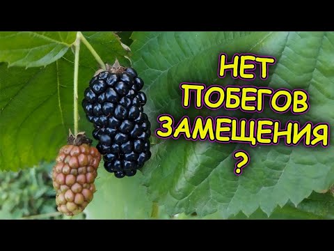 Видео: Что делать если нет побегов замещения на ежевике. Как вызвать рост побегов замещения на ежевике.