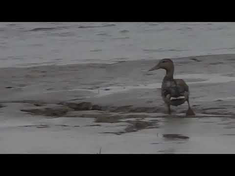 Видео: Озеро 9 ка село Жалпаксай окт  2025