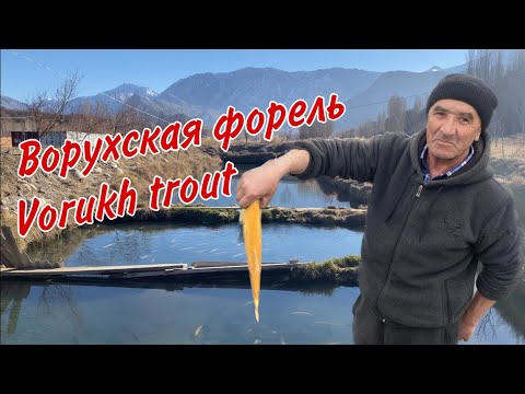 Видео: САМАЯ ВКУСНАЯ ФОРЕЛЬ в Таджикистане!!! The MOST DELICIOUS TROUT in Tajikistan!!! Гулмоҳии болаззат!!
