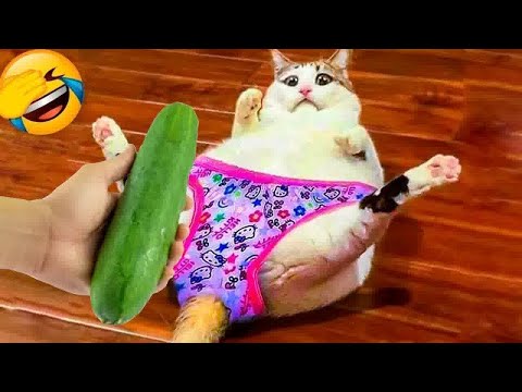 Видео: Смеёшься — проигрываешь🍅Самые смешные собаки и кошки 2025 года😹🐶