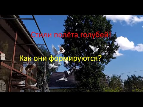 Видео: Стили полёта голубей,как они формируются и что на это влияет?