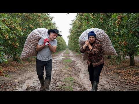 Видео: Эта пожилая пара собирает в лесу 1000 кг грецких орехов в год.