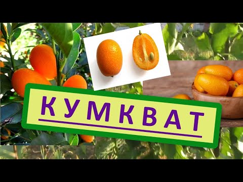 Видео: Всё о Кумквате - Кинкан, Китайский мандарин. Как вырастить Кумкват в домашних условиях