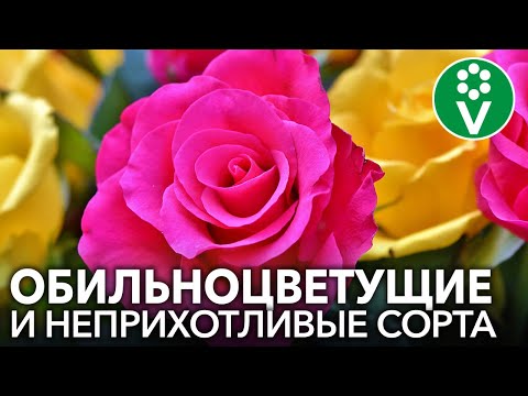 Видео: РОЗЫ ФЛОРИБУНДА: основные правила выращивания и лучшие сорта