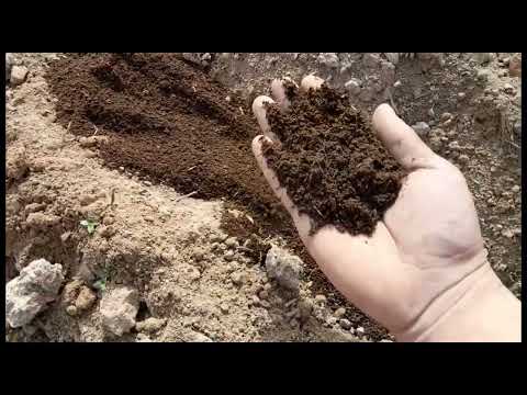 Видео: Биогумспен 🥔🥔🥔КАРТОП ЕГУ ЖАҢА ӘДІС🧐🧐🧐 ТЕЗІРЕК КӨРІҢІЗДЕР