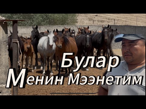 Видео: Лутуктун чон уйуру сатылат. 2 августа 2025 г.