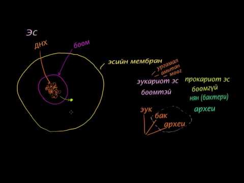 Видео: Нуклей, мембран, гибосом, эукариот ба прокариот