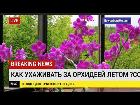 Видео: Как ухаживать за орхидеей летом . Совет для новичков.