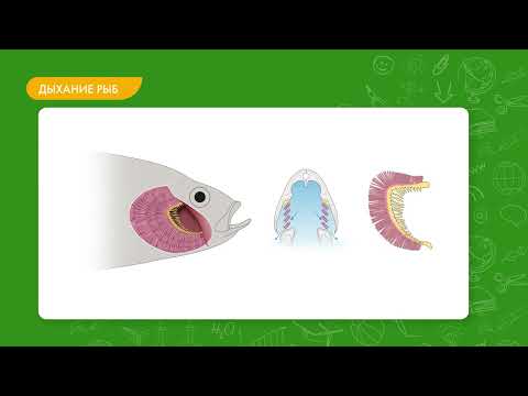 Видео: Приспособленность рыб к среде обитания