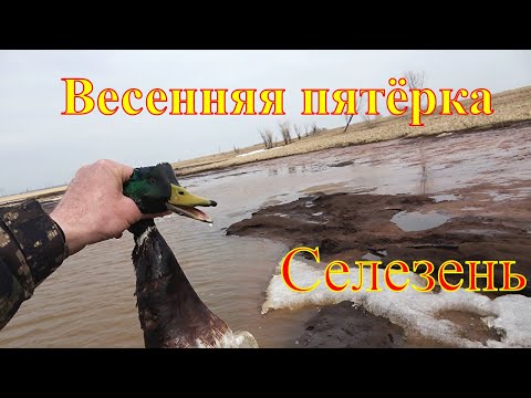 Видео: Весенняя пятёрка. Селезень