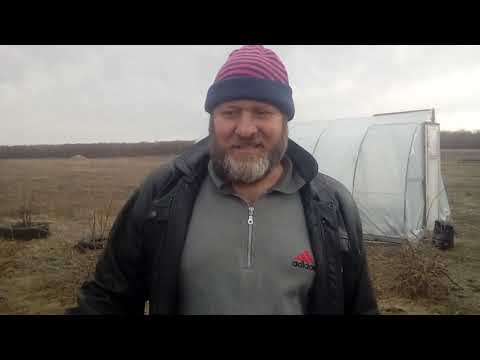 Видео: Обрезка крыжовника
