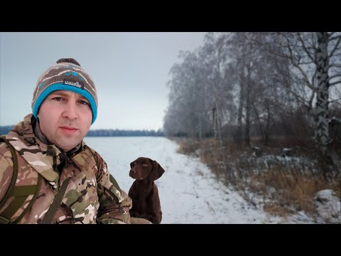 Видео: ОГО СКОЛЬКО ТУТ МНОГО ЗАЙЦЕВ. ОХОТА НА ЗАЙЦА С ПОДХОДА 2024