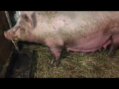 Видео: Сложный опорос первородки. Свиноматка породы КБ!