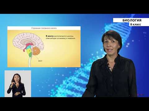 Видео: 8-класс  |  Биология |  Головной мозг, его строение и функции