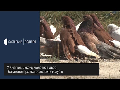 Видео: 50 миколаївських голубів живе у Андрія Барановського у голубнику поряд з багатоповерхівкою