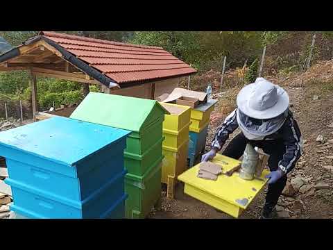 Видео: Второ третиране с мравчена киселина на 28. 09