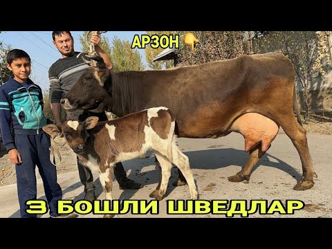 Видео: СУТЛАРИ КУП 3 БОШЛИ ШВЕД ОЛА КОРА 4 ТА СИГИРЛАР СОТИЛАДИ SOTILADIGON SIGIRLAR 10 ноября 2025 г