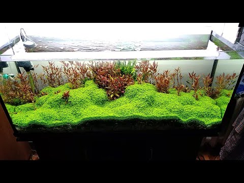 Видео: Хемиантус куба на стружке из ПВХ часть 2 / Chimeanthus cube on PVC shavings part 2