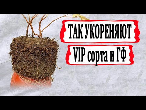 Видео: 🍇 Узнай!!! Как укореняют черенки  особо дорогих и редких ГФ и сортов винограда.